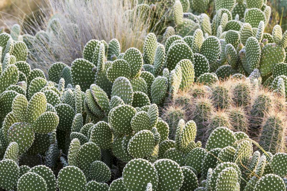 New Mexico Beavertail prickly-pear cacti